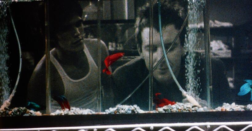 The Ultimate Cult Films