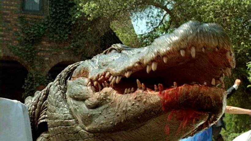 
	Alligator
