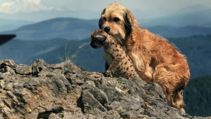 
	Best in Show: The Movies' Top Dogs

