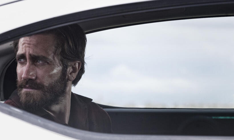 
	Nocturnal Animals
