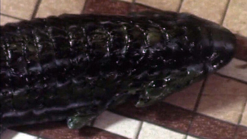 
	Leeches
