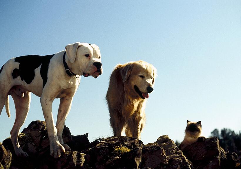 
	Best in Show: The Movies' Top Dogs
