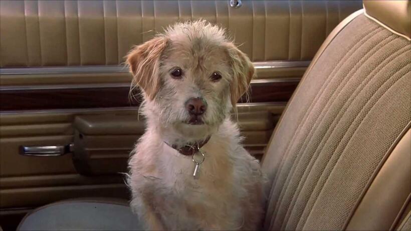 
	Best in Show: The Movies' Top Dogs

