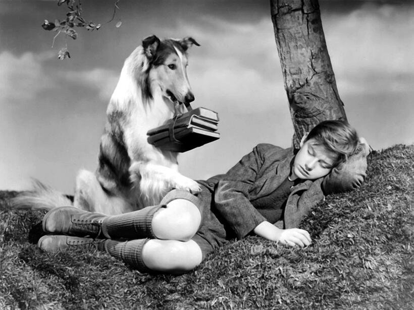 
	Best in Show: The Movies' Top Dogs
