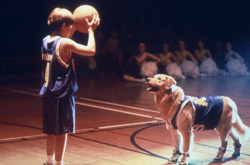 
	Best in Show: The Movies' Top Dogs
