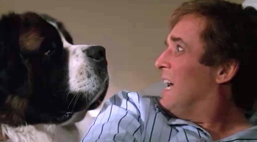 
	Best in Show: The Movies' Top Dogs
