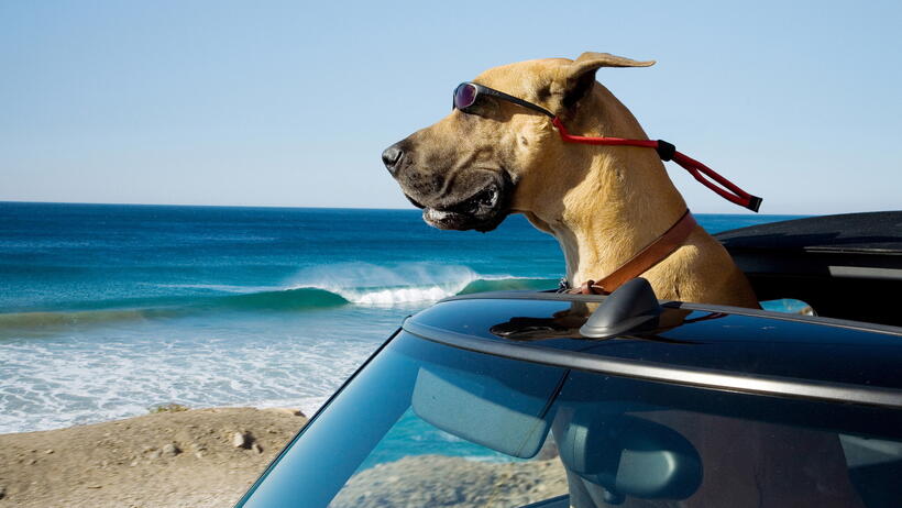 
	Best in Show: The Movies' Top Dogs
