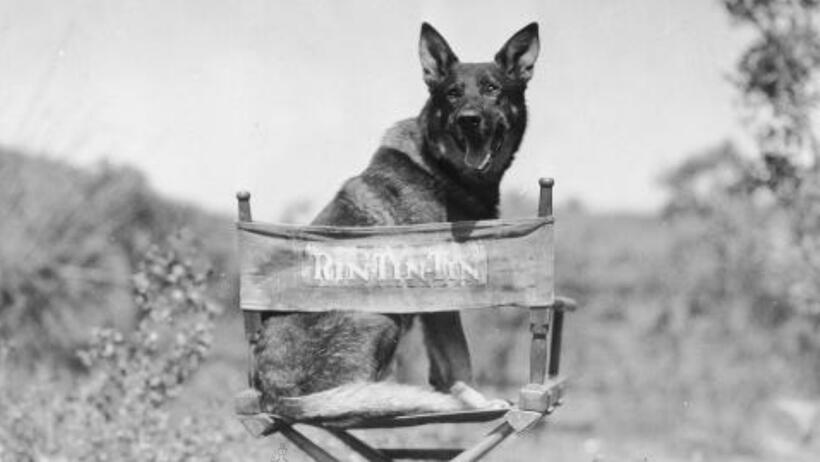 
	Best in Show: The Movies' Top Dogs
