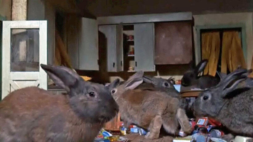 
	Night of the Lepus
