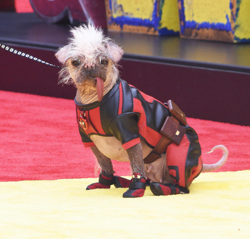 
	Peggy the Dog
