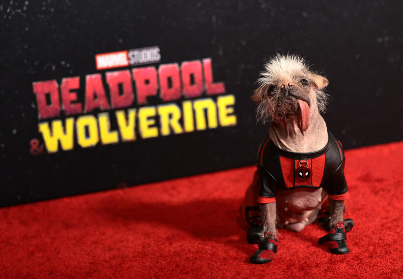 
	Peggy the Dog
