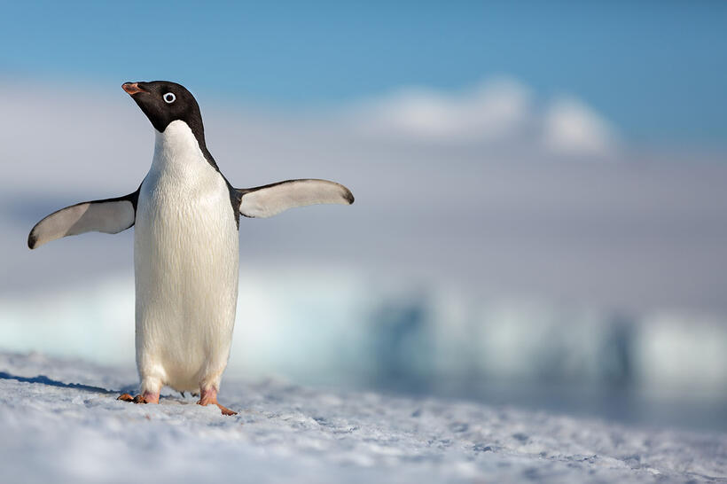 
	PENGUINS (APR. 17)
