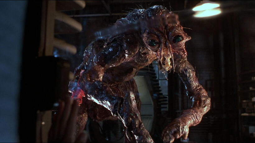 
	The Fly
