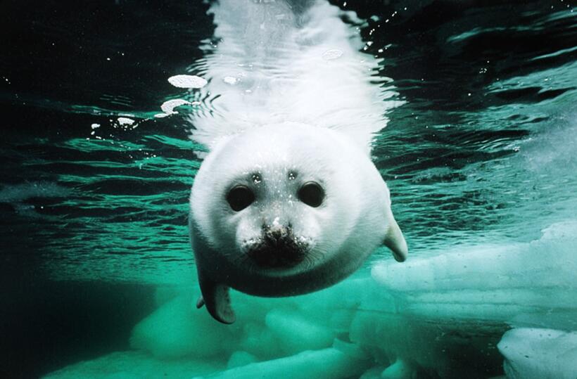 
	Lions and Tigers and Bears, Oh My!
