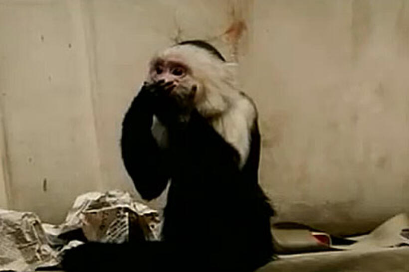 The Greatest Cinema Simians...Ever