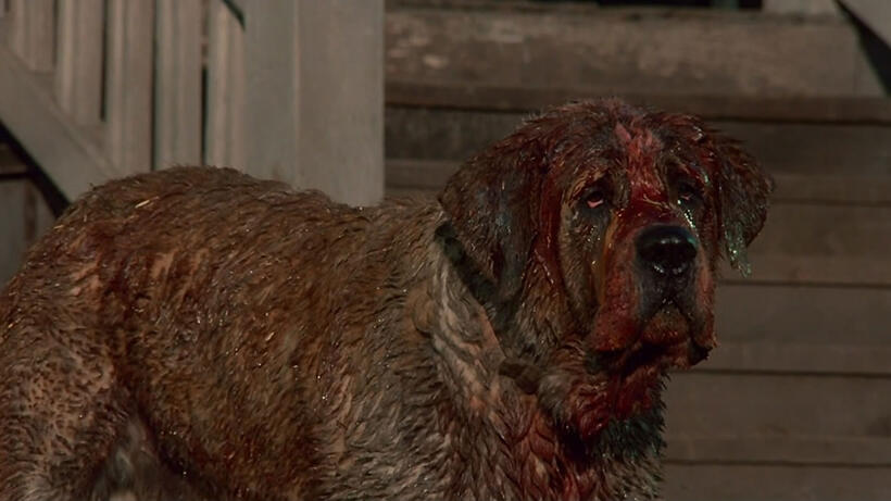 
	Cujo
