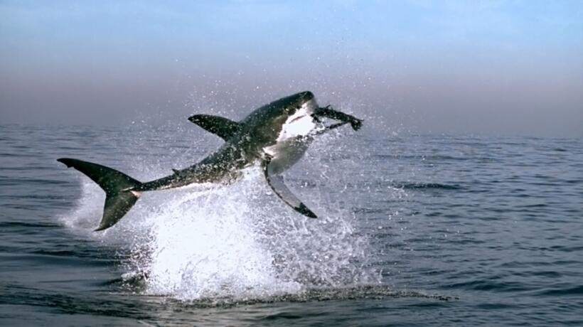 
	Lions and Tigers and Bears, Oh My!
