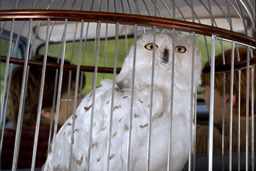  Harry Potter and the Chamber of Secrets