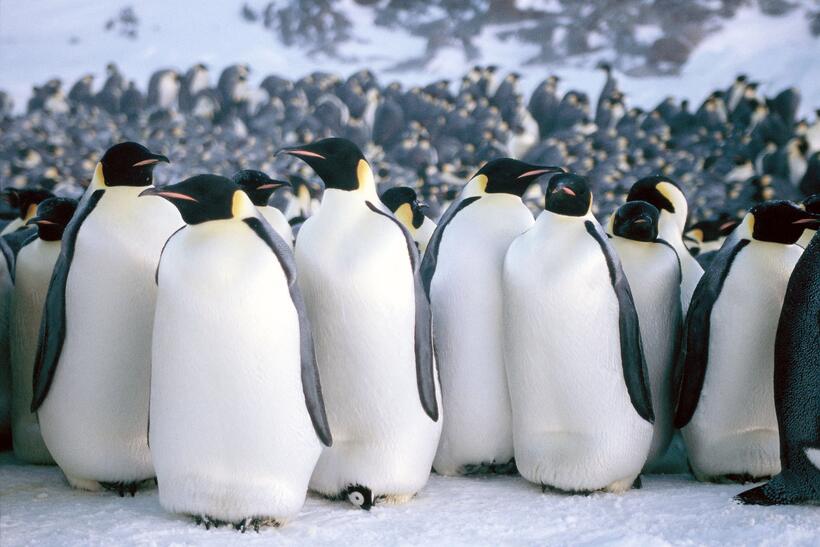 
	March of the Penguins
