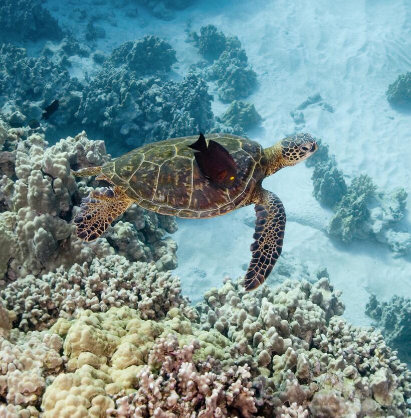 
	Lions and Tigers and Bears, Oh My!
