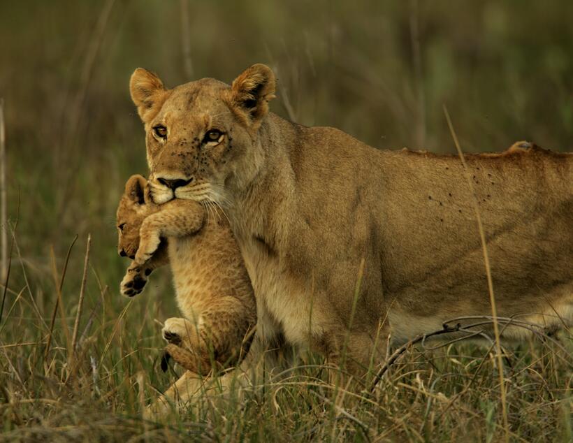 
	Lions and Tigers and Bears, Oh My!
