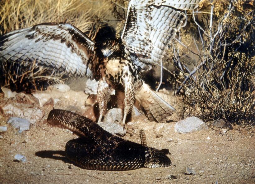 
	Lions and Tigers and Bears, Oh My!
