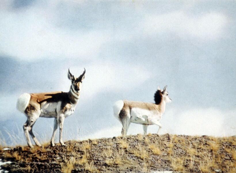 
	Lions and Tigers and Bears, Oh My!
