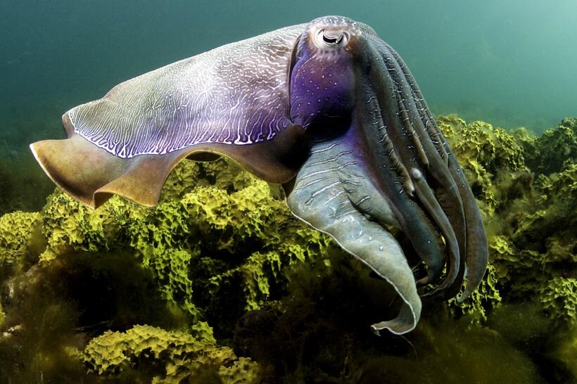 
	Lions and Tigers and Bears, Oh My!
