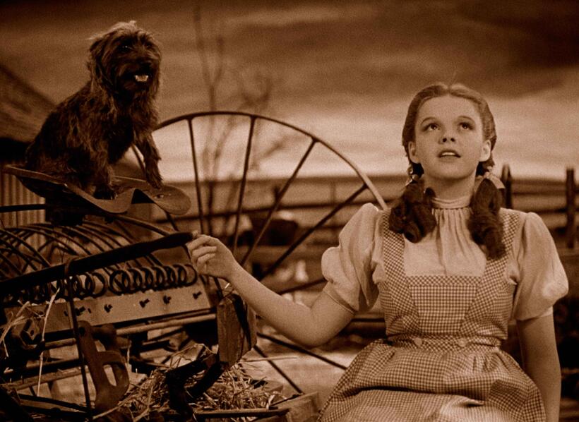 
	Best in Show: The Movies' Top Dogs

