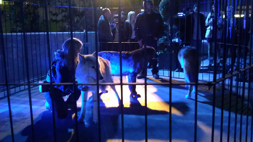 Twilight: Breaking Dawn - Part 2 World Premiere