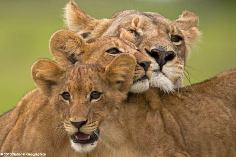 A scene from the film ``The Last Lions.''