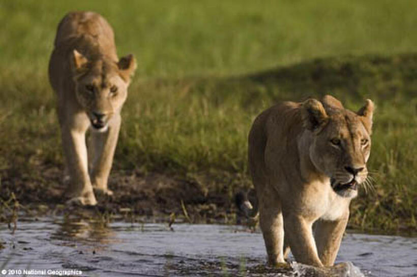 A scene from the film ``The Last Lions.''