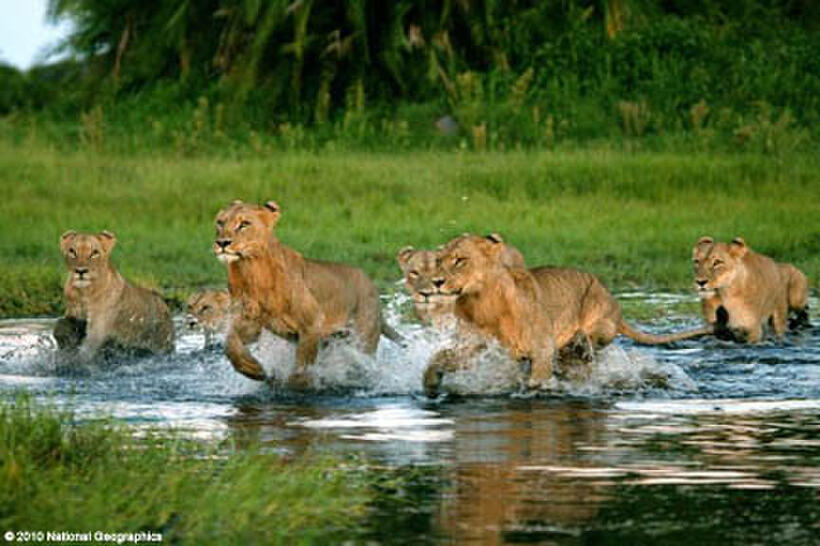 A scene from the film ``The Last Lions.''