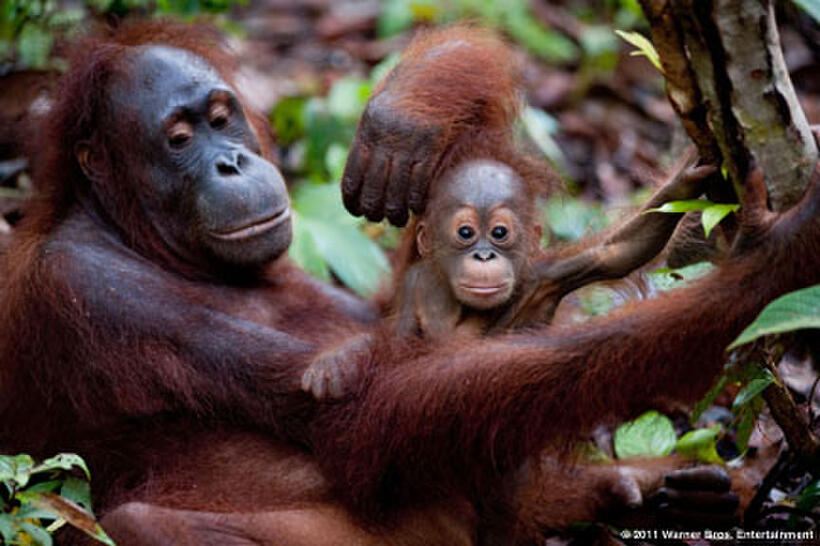 A scene from ``Born to Be Wild.''