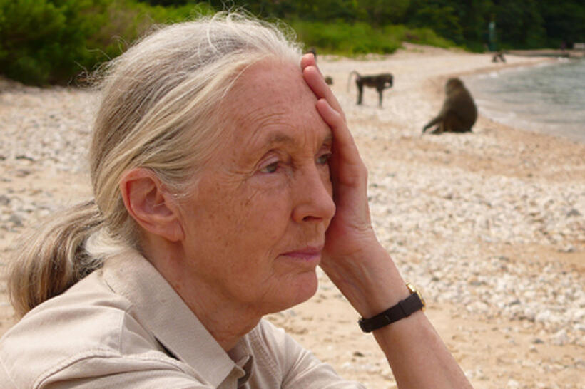 Jane Goodall in "Jane's Journey."