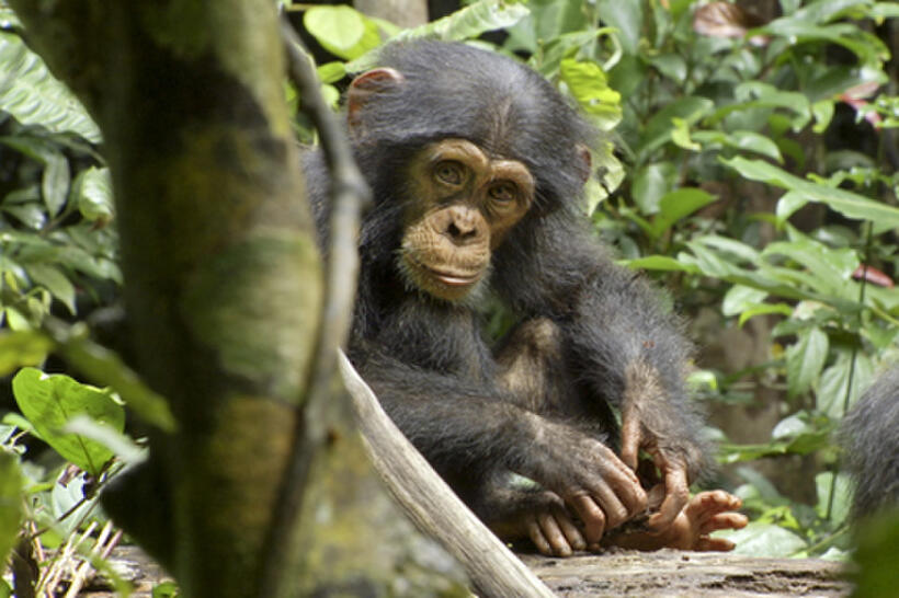 Oscar in ``Chimpanzee.''