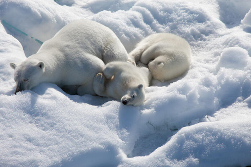 A scene from ``To the Arctic.''
