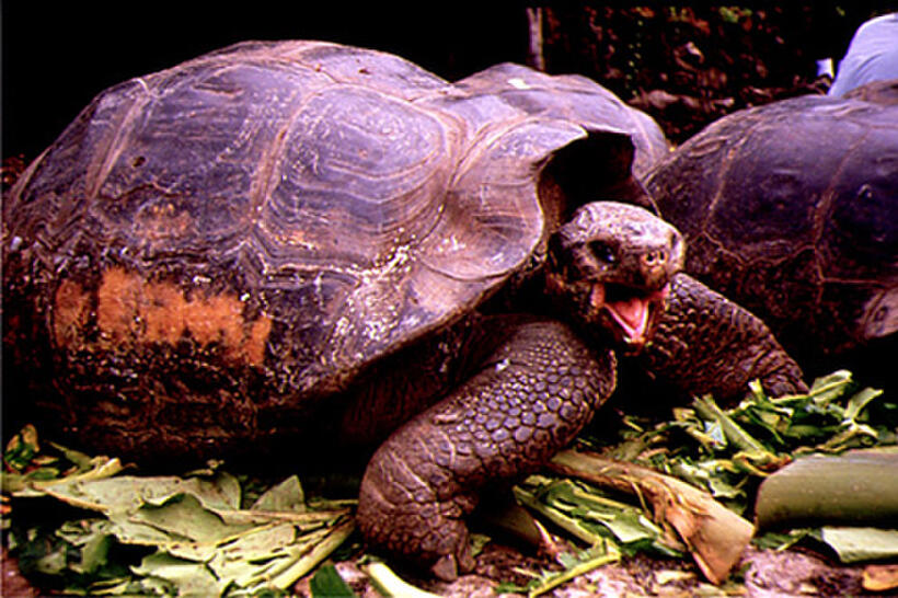 A scene from the film "Galapagos."
