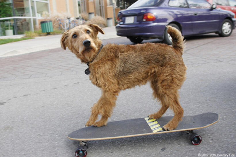 Rex's many talents include kickflips, heelflips and other skateboarding stunts in "Firehouse Dog."