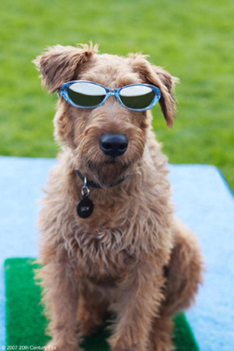 Rex, a Hollywood superstar turned firehouse mascot and hero in "Firehouse Dog."