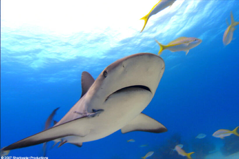 A scene from "Sharkwater."