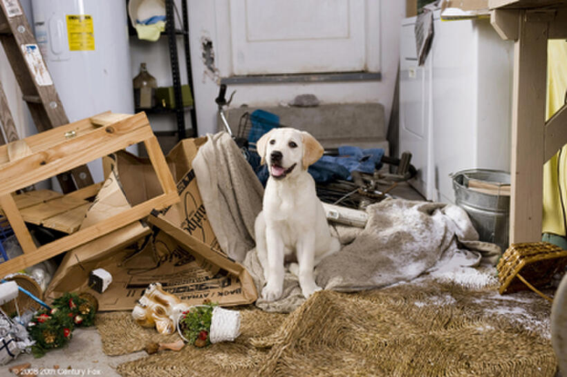 Marley takes a breather after demolishing the Grogan's garage in "Marley & Me."