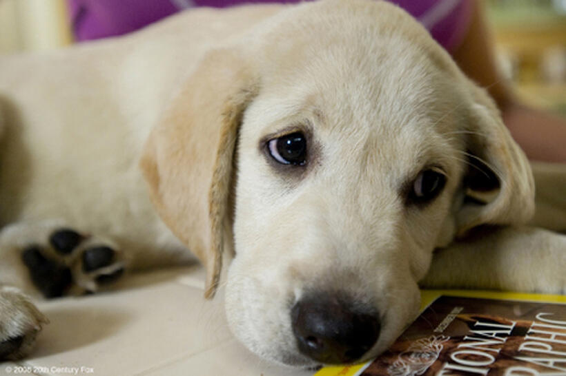 Marley shows contrition after committing some household mischief in "Marley & Me."