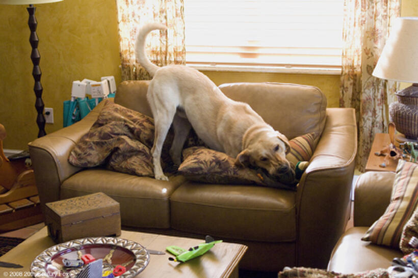 Marley demolishes a sofa - the latest "victim" of his voracious appetite in "Marley & Me."
