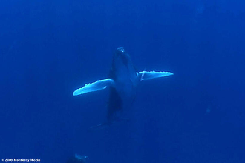 A scene from "Whaledreamers."