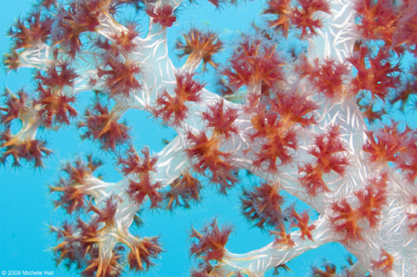 Coral in "Under the Sea 3D."