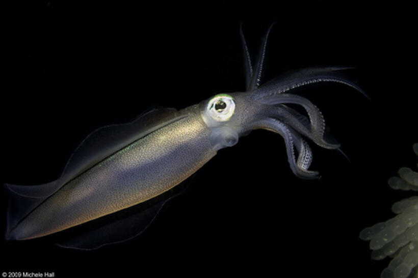 A reef squid in "Under the Sea 3D."