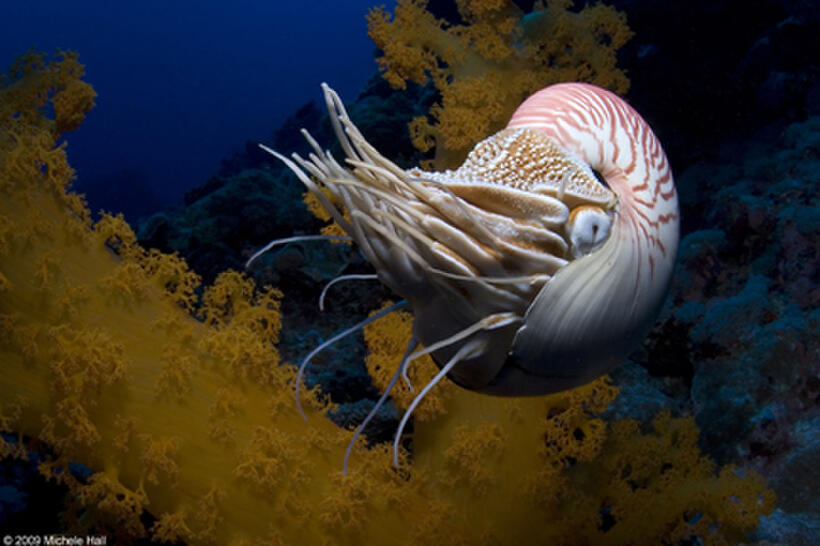 A chambered nautilus in "Under the Sea 3D."