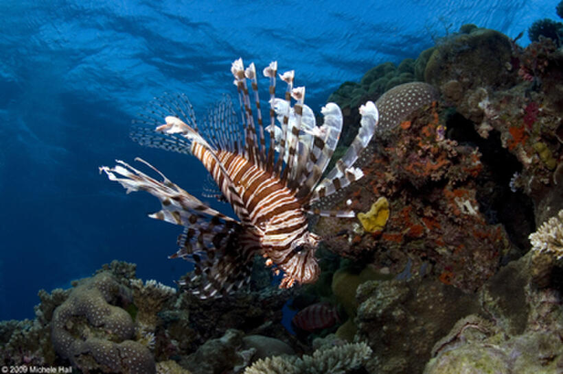A lionfish in "Under the Sea 3D."