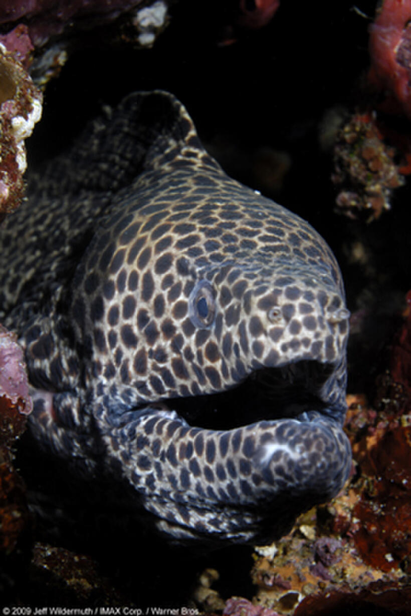 A honeycomb eel in "Under the Sea 3D."
